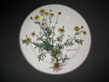 Villeroy & Boch Botanica dinerbord O26,5 cm. met wortel in afbeelding